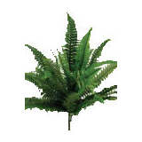 Fern spray