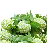 Green hydrangea bush