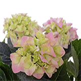 Hydrangea bush