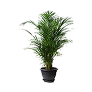 Areca palm tree